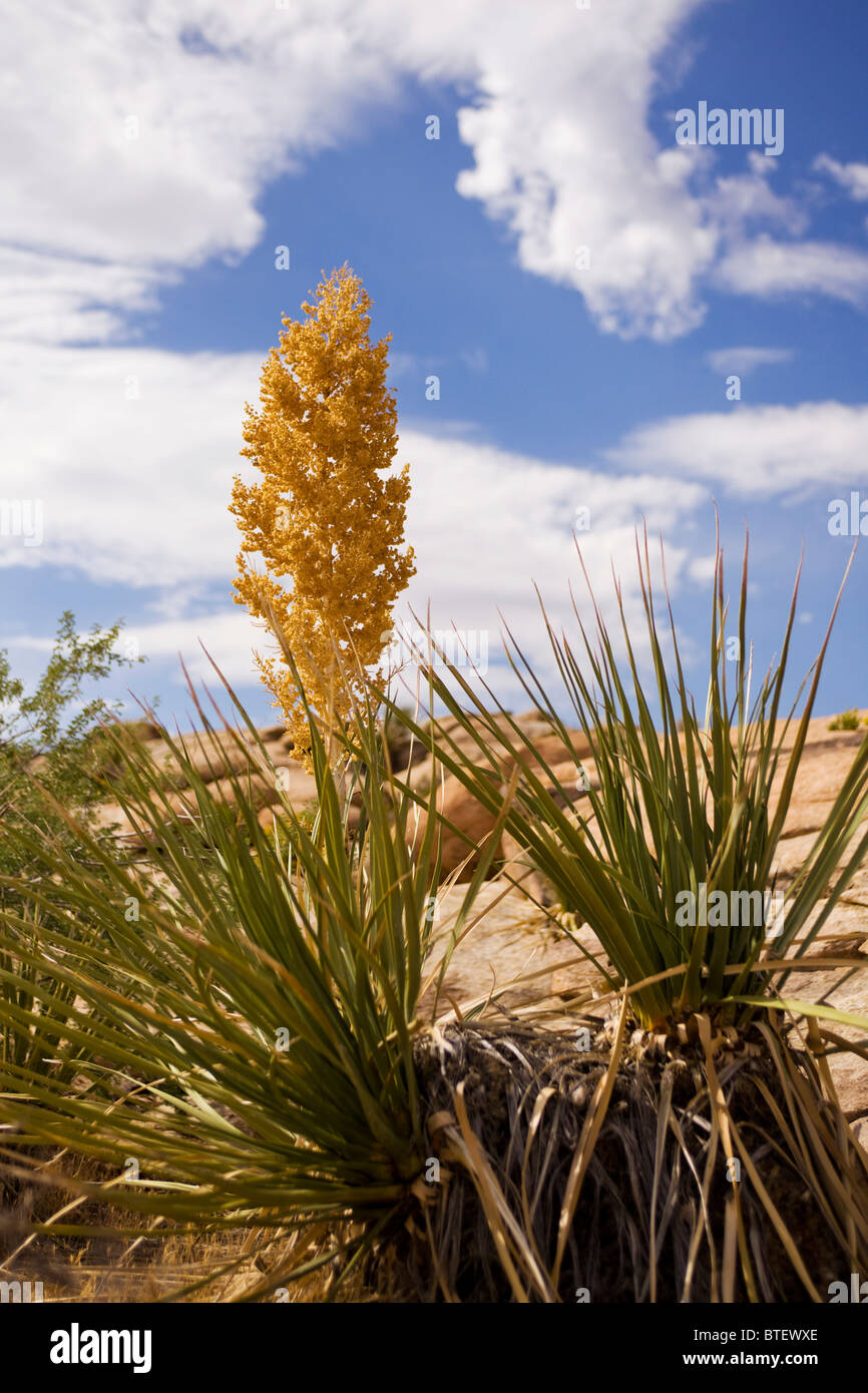 Yucca plant (Yucca schidigera) - Mojave, California USA Stock Photo