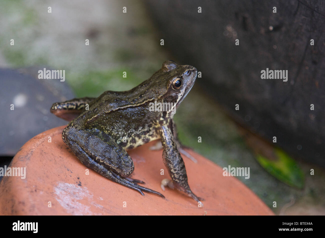 common frog,amphibian swimming in pond full of weeds,watercress,Norfolk