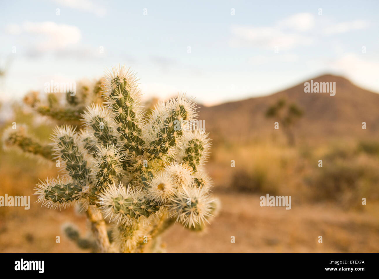Cholla cactus close up - Mojave desert, California USA Stock Photo