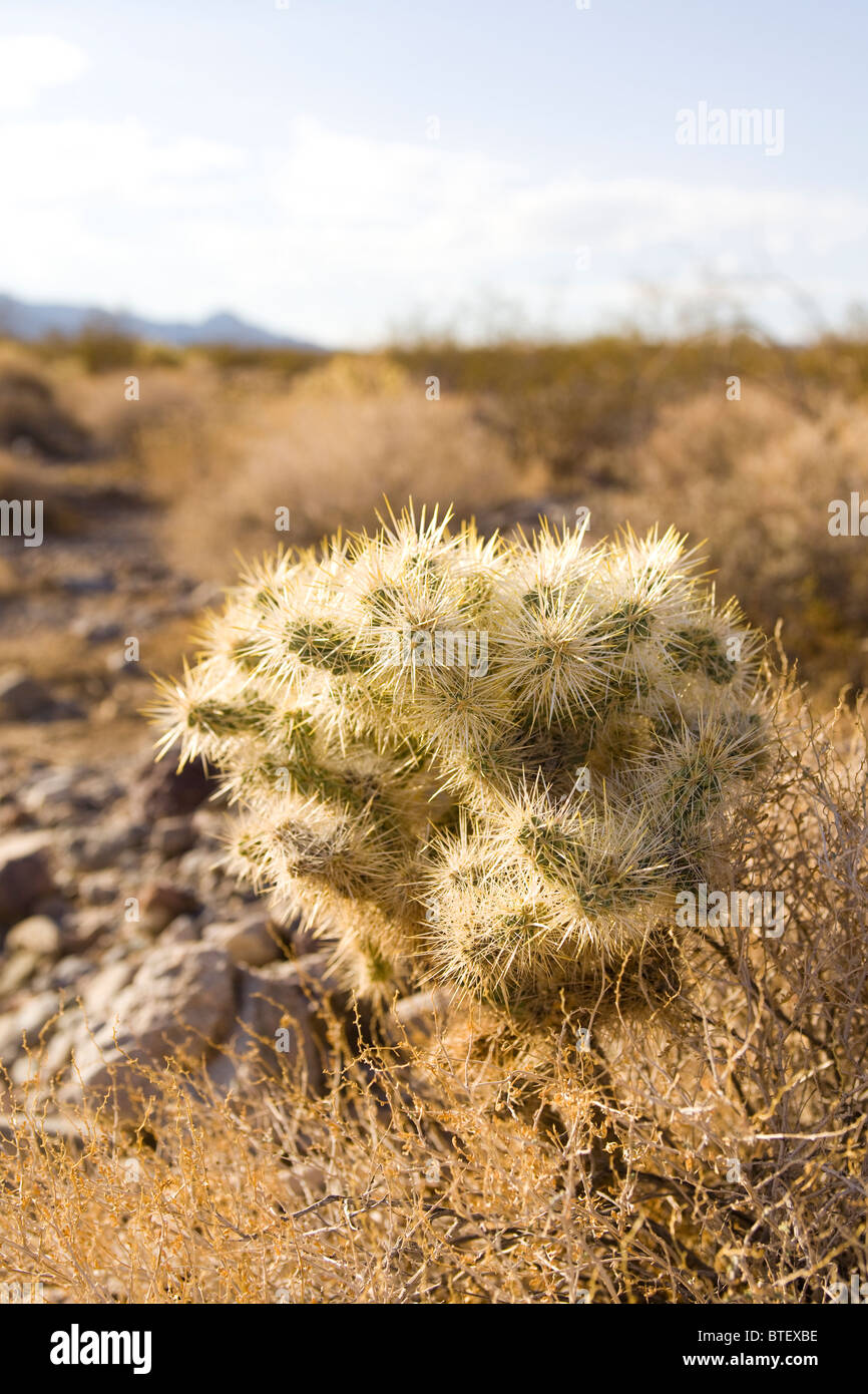 Cholla cactus - Mojave desert, California USA Stock Photo