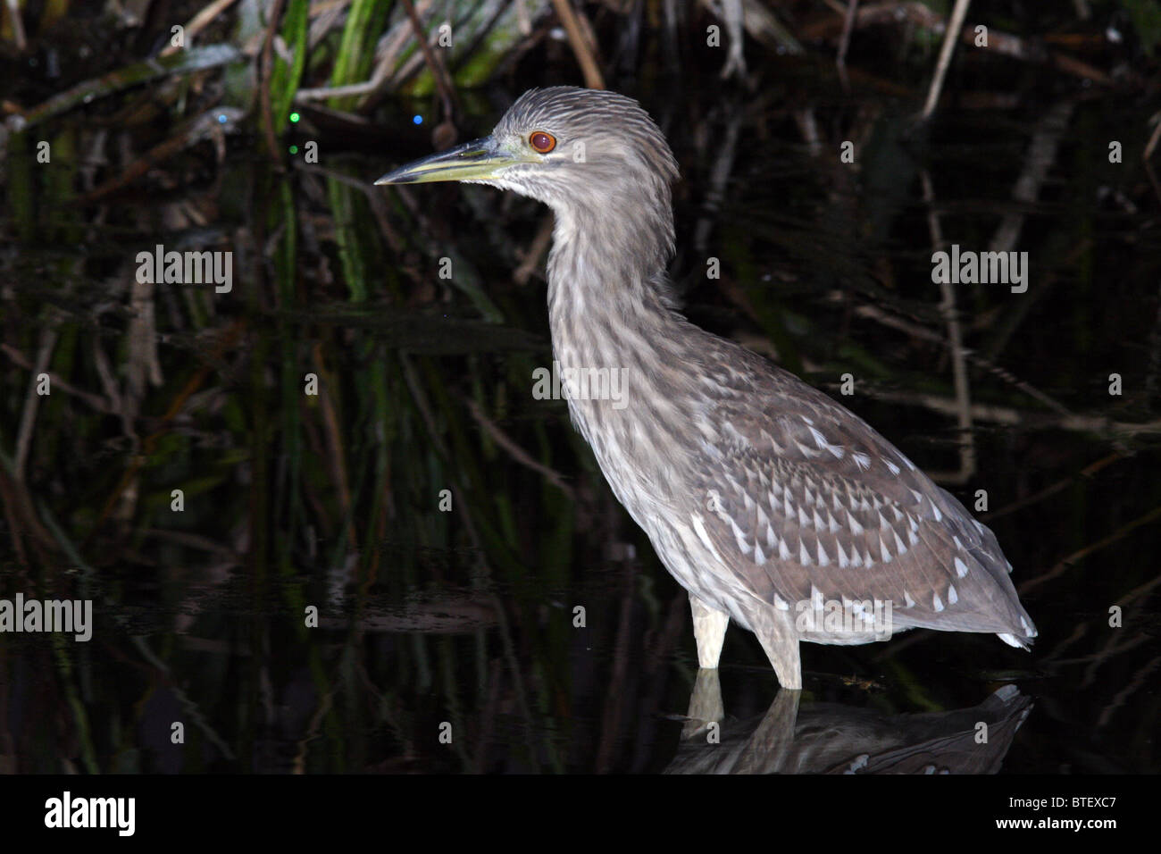 Immature Black-Crowned Night Heron Stock Photo - Alamy