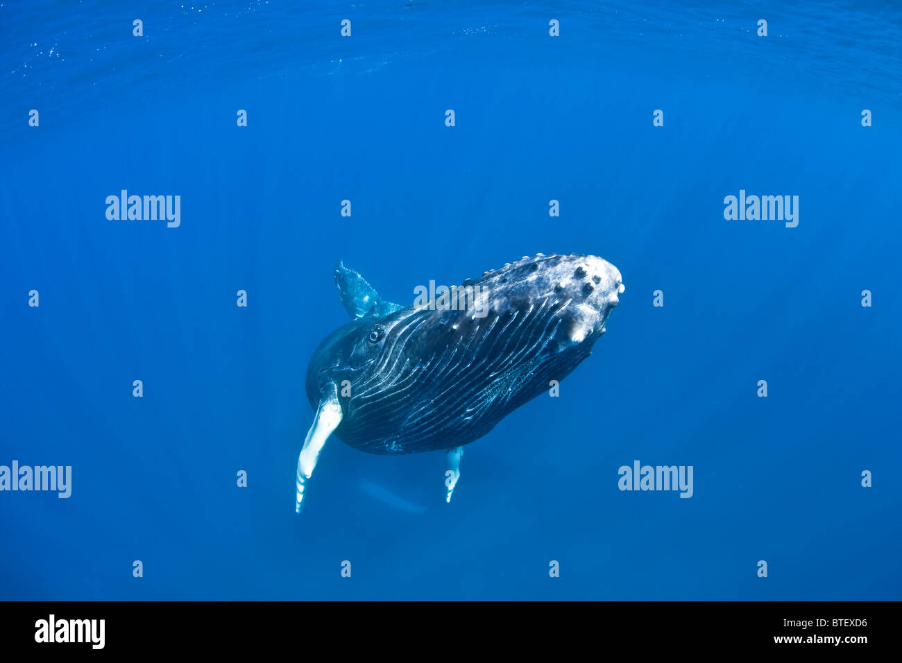A Humpback whale calf, Megaptera novaeangliae, plays just under the surface while its mother rests below. Stock Photo
