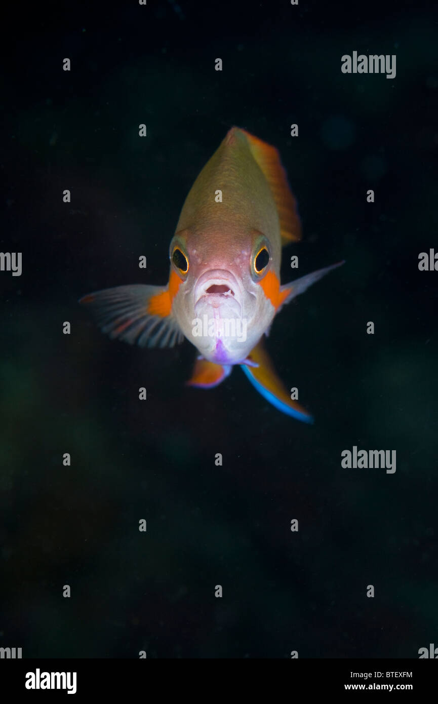 A male Threadfin anthias, Pseudanthias hutchi, swims on a dropoff with