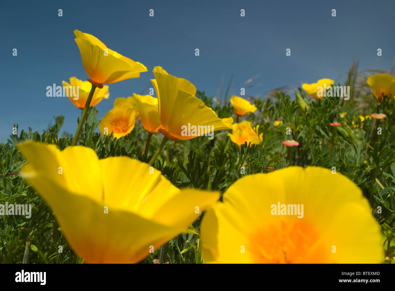 Selective yellow field flowers hi-res stock photography and images - Alamy
