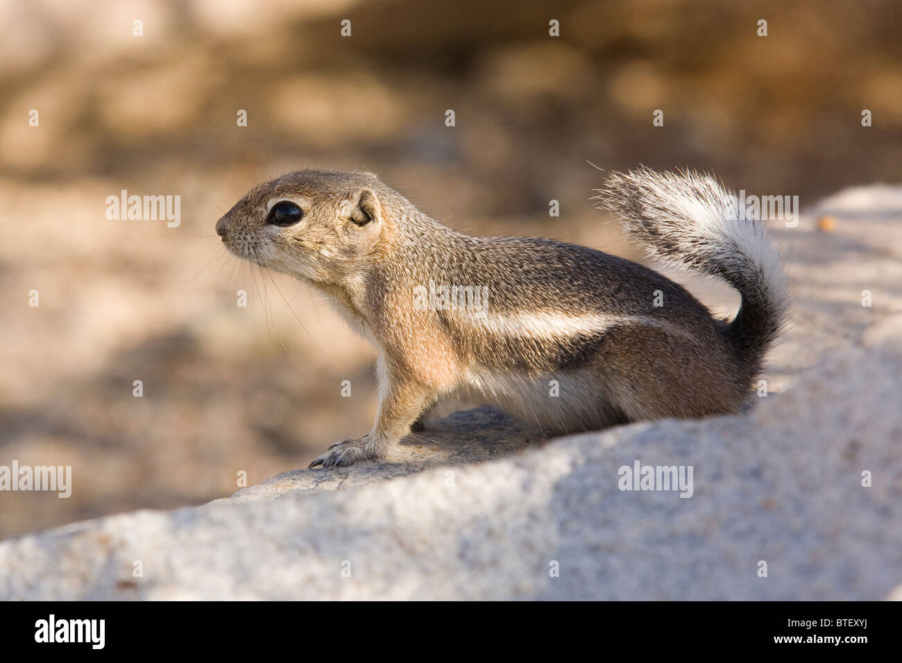 White-tailed Antelope squirrel (Ammospermophilus leucurus) - California