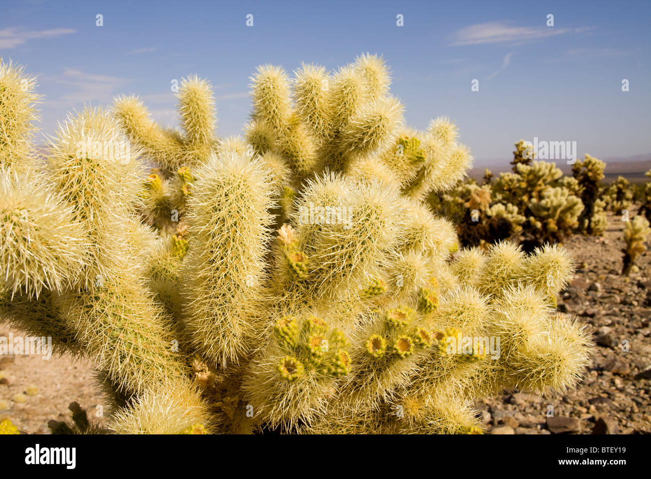 Cholla cactus close up - California, USA Stock Photo