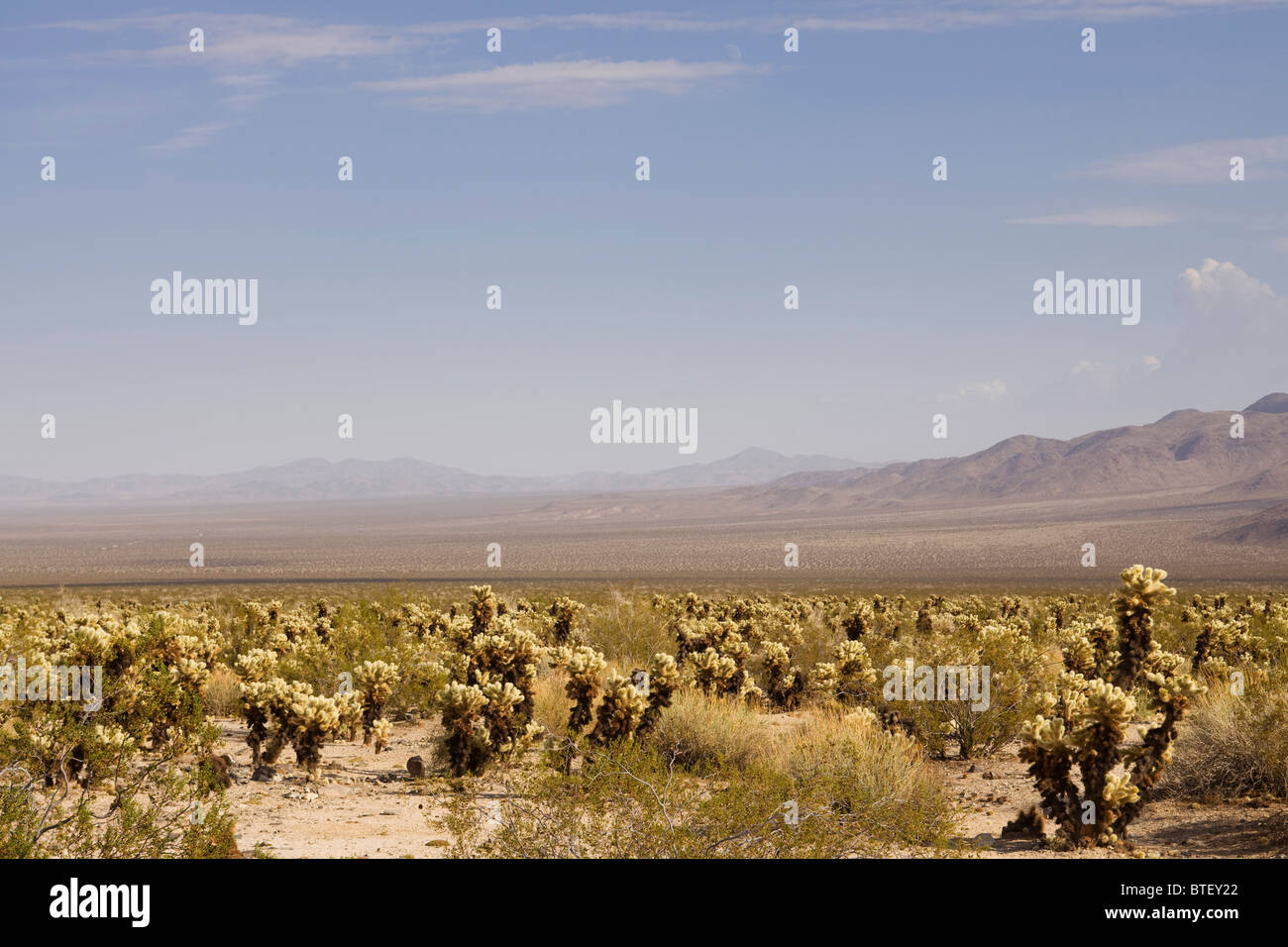 Cholla cactus field - California, USA Stock Photo
