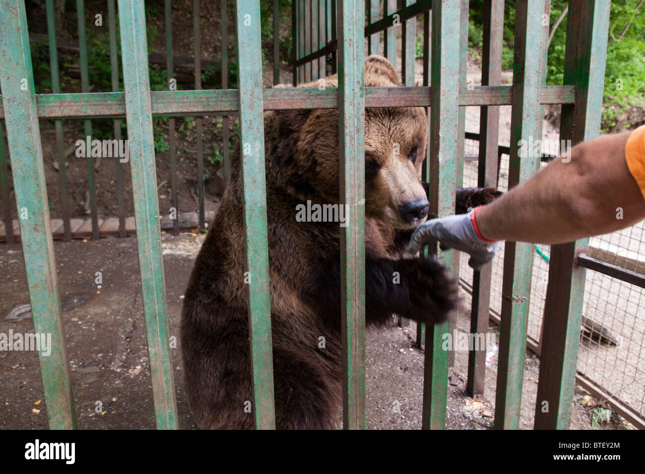 Brown bear in cage in Germia Park Pristina Kosovo Stock Photo