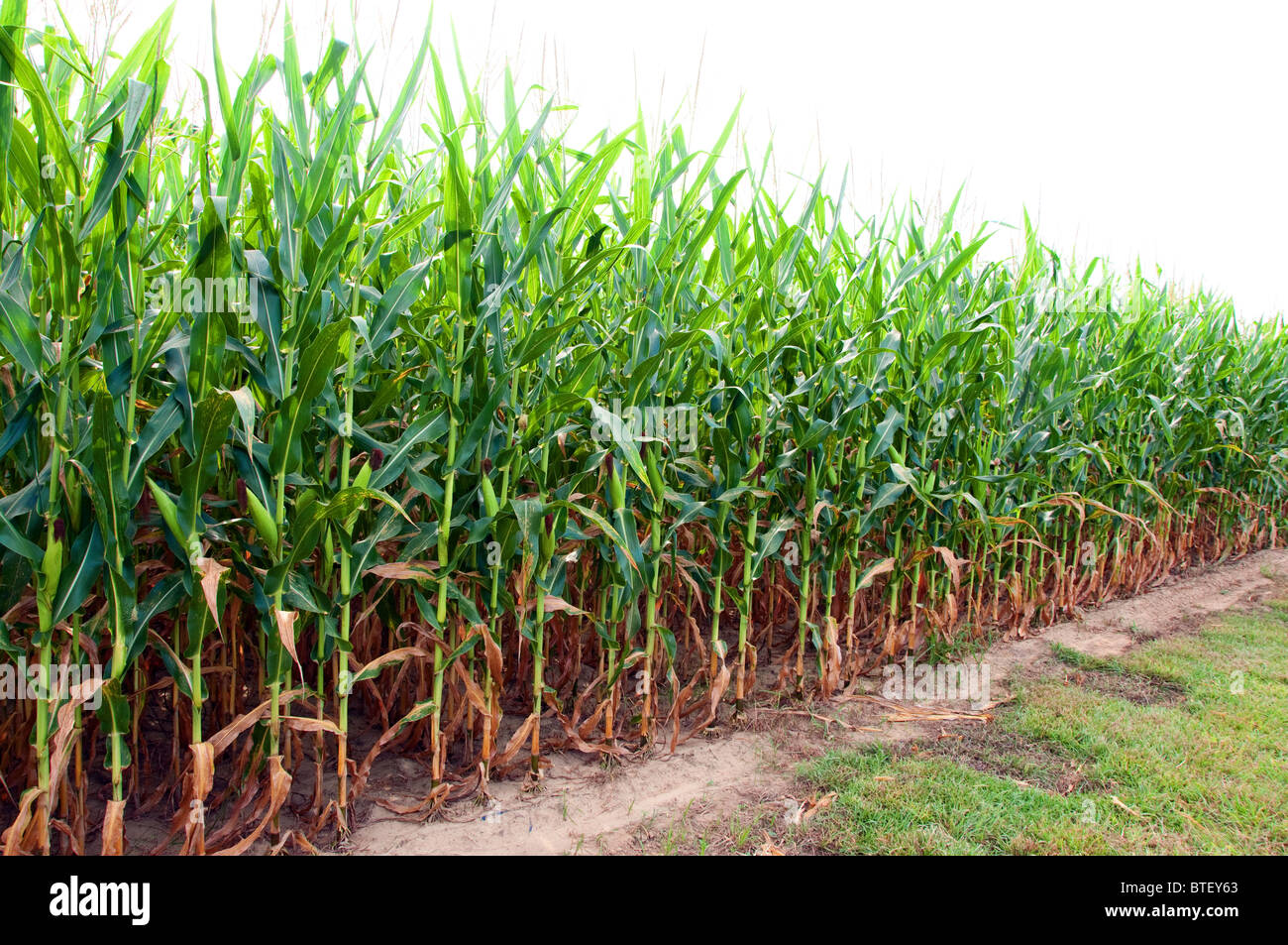 Closeup of corn field. Stock Photo