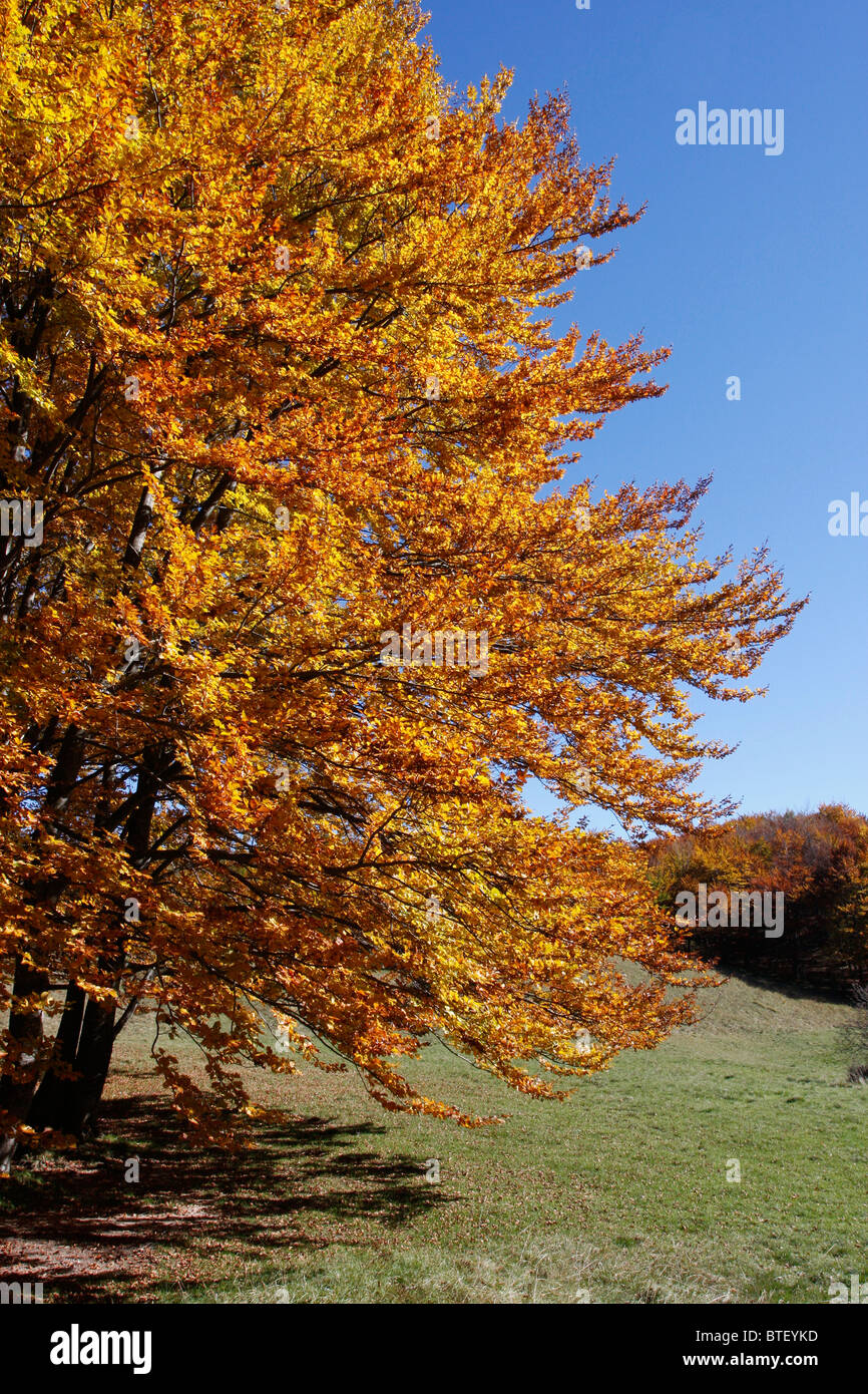 Beech trees showing magnificent Autumn colors in the Sibillini National Park,Le Marche,Italy. Stock Photo