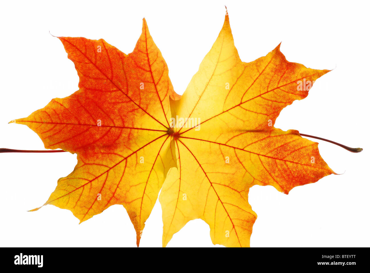 Autumn maple leaves isolated on white background Stock Photo - Alamy