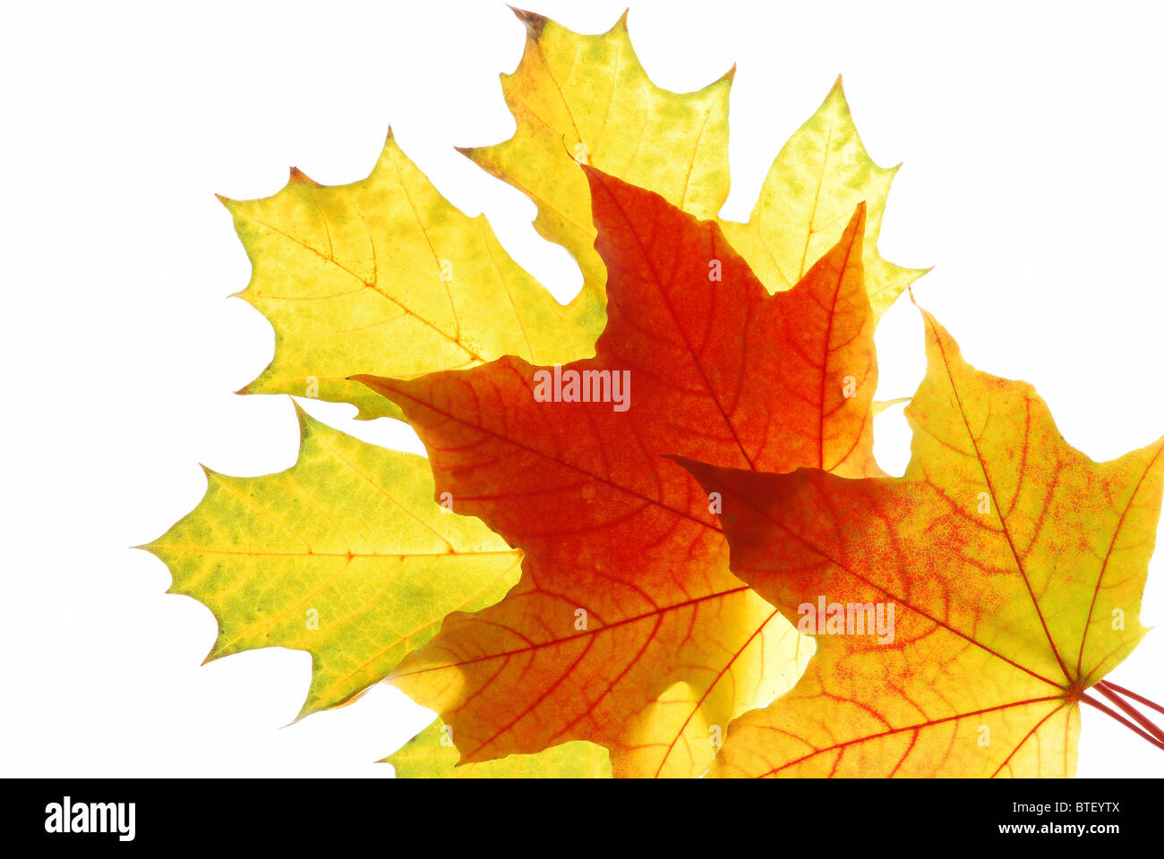 Autumn maple leaves isolated on white background Stock Photo - Alamy