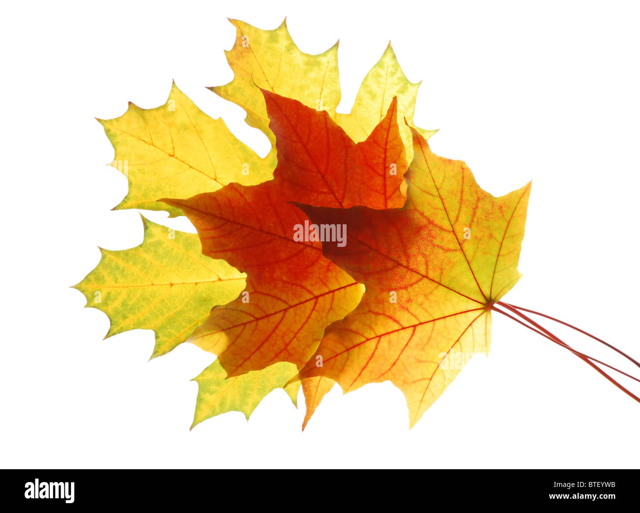 Autumn maple leaves isolated on white background Stock Photo - Alamy
