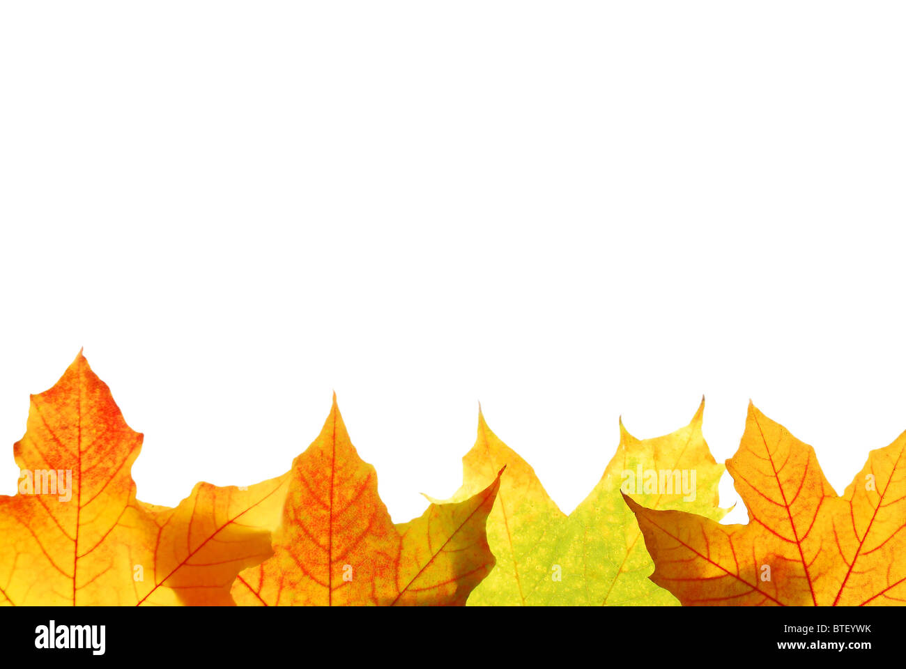 Autumn maple leaves isolated on white background Stock Photo - Alamy
