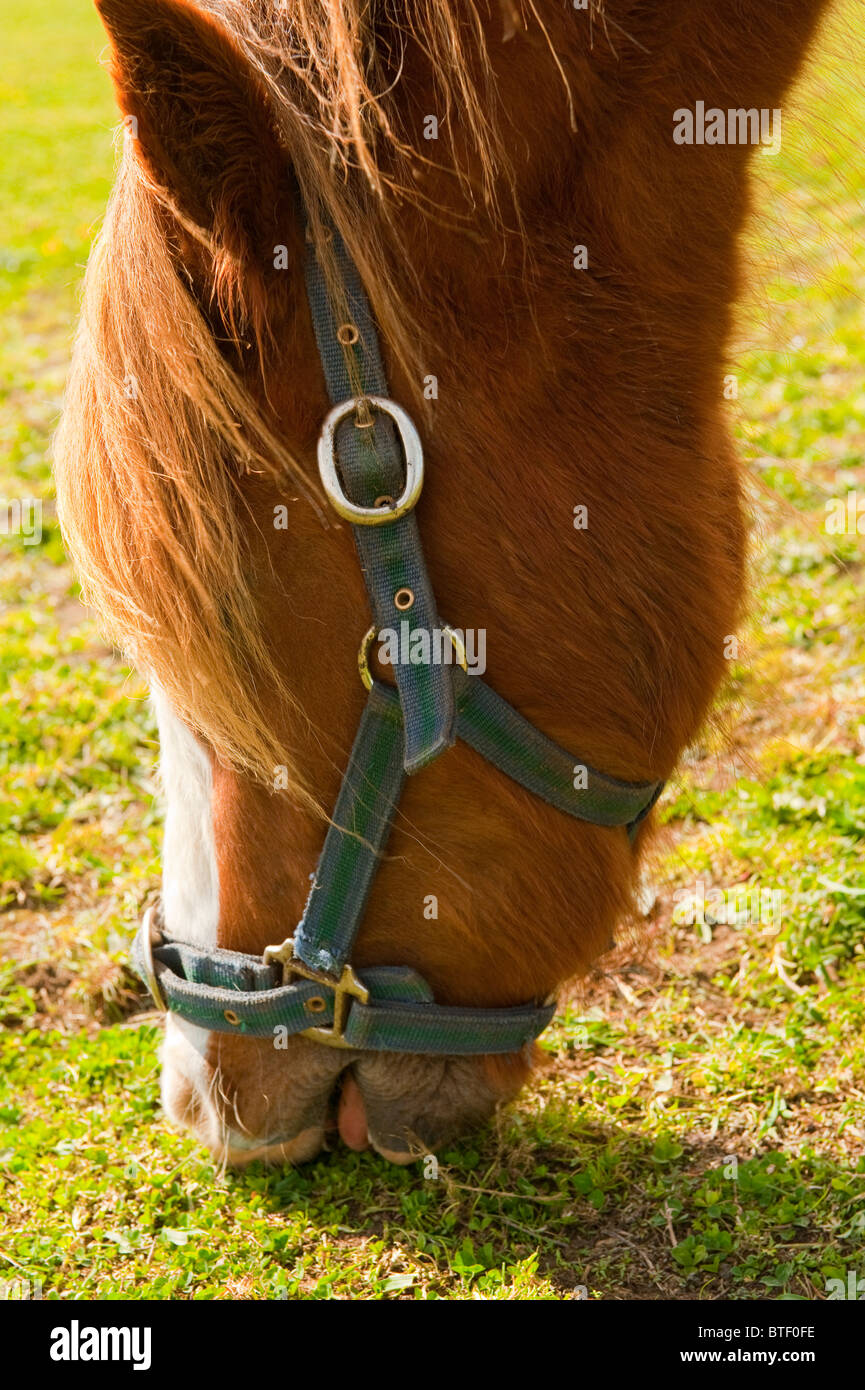 Horses Head Eating Grass Stock Photo Alamy