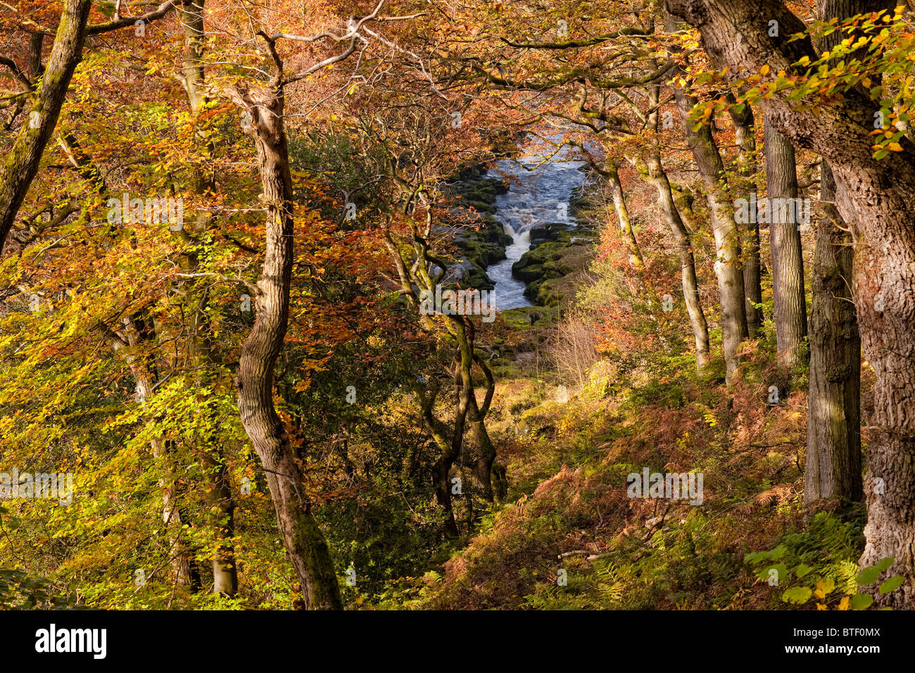 The Strid, a narrow section of the River Wharfe in the Strid Woods at Bolton Abbey, North Yorkshire. Autumn Stock Photo