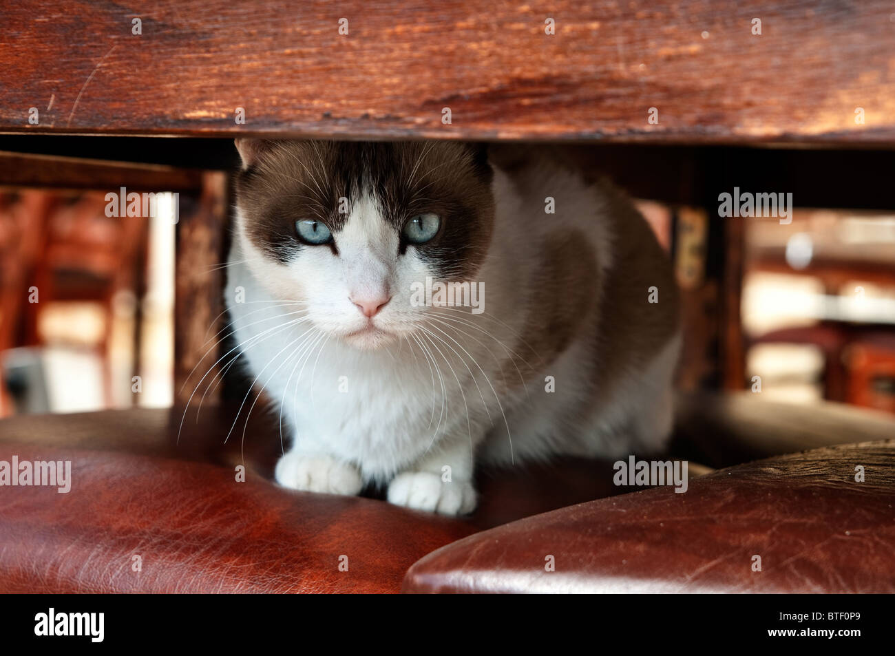Cat sitting on a chair under the table Stock Photo Alamy