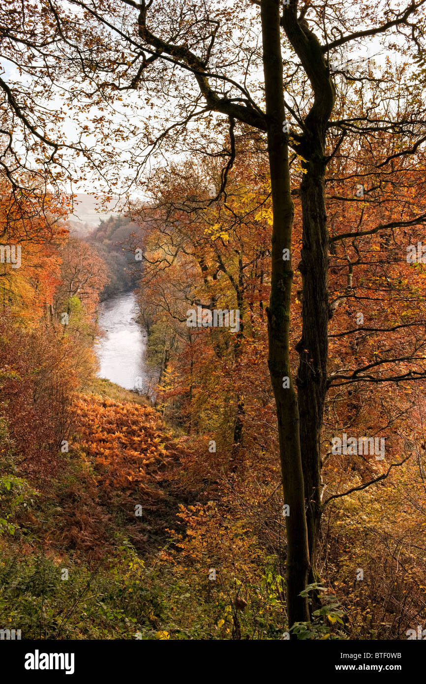 The River Wharfe from the Strid Woods, Bolton Abbey, Yorkshire. Autumn Stock Photo