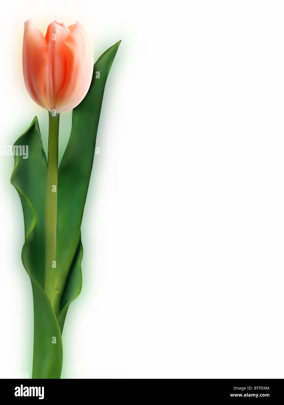 an image of a triumph tulip(tulipa attila) . Stock Photo