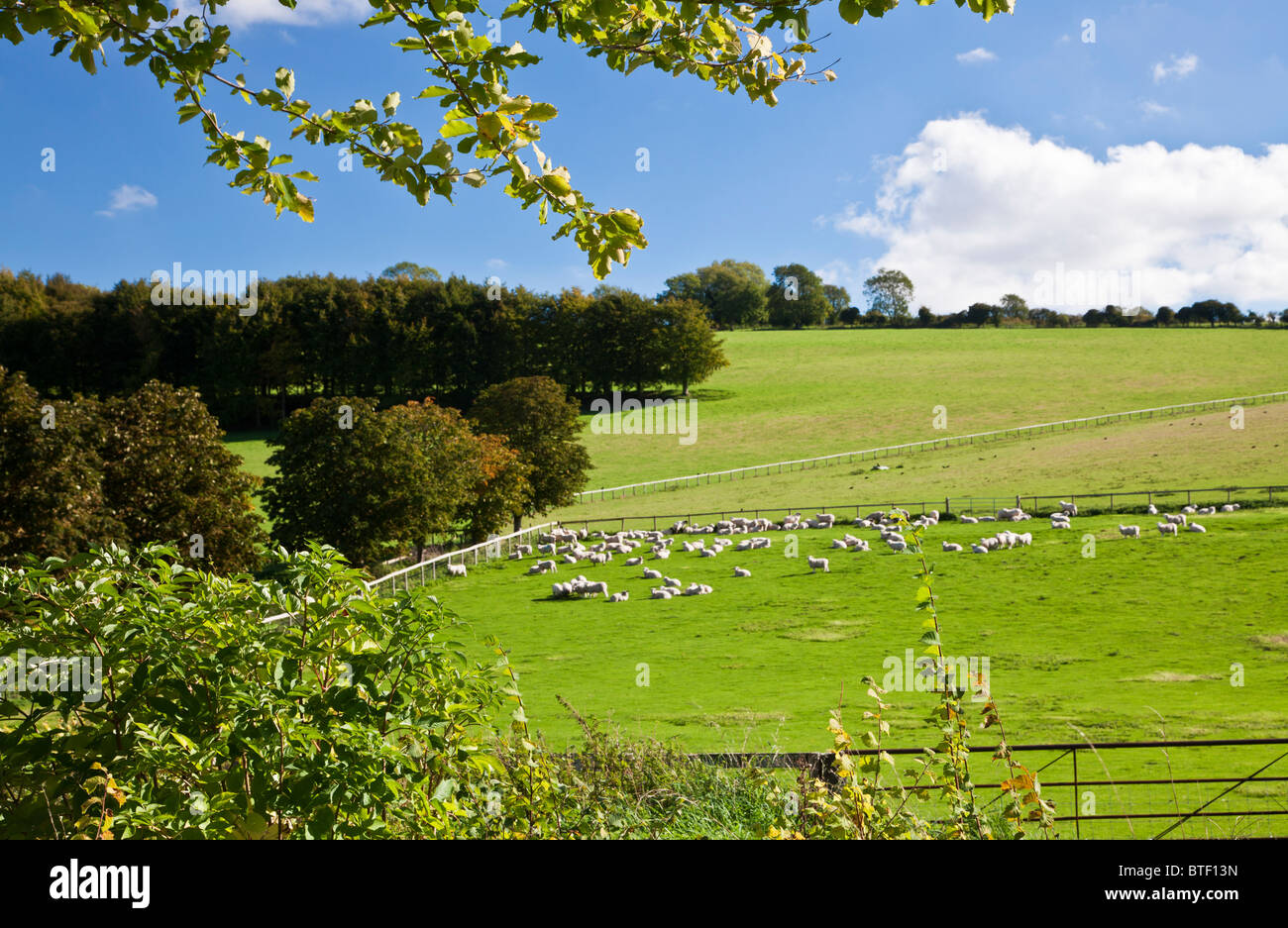 Pastoral view over pasture with sheep and rolling countryside in Wiltshire, England, UK Stock Photo