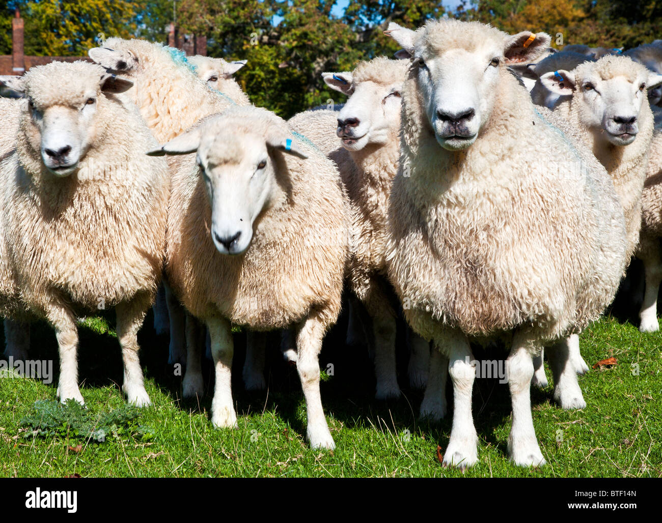 A flock of Romney sheep Stock Photo