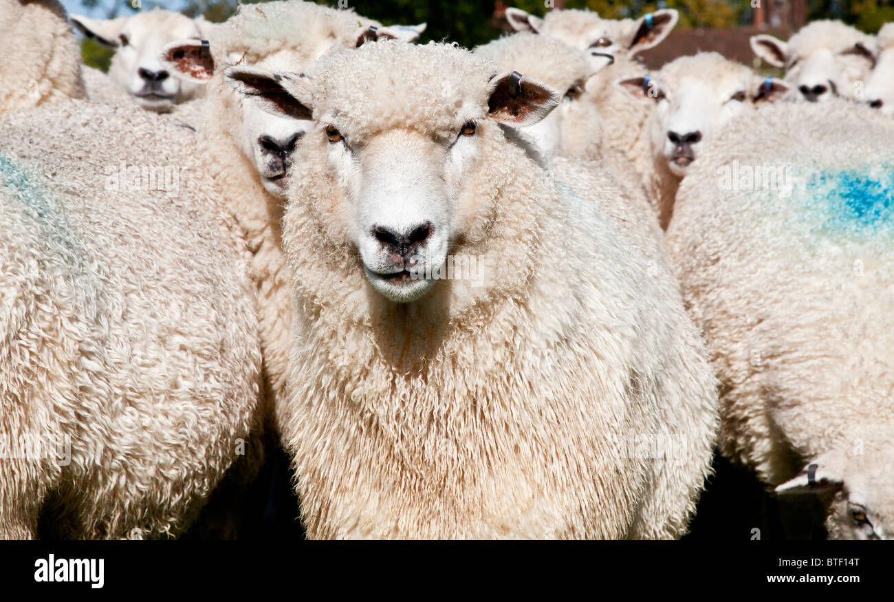Close up portrait of one of a flock of Romney sheep Stock Photo