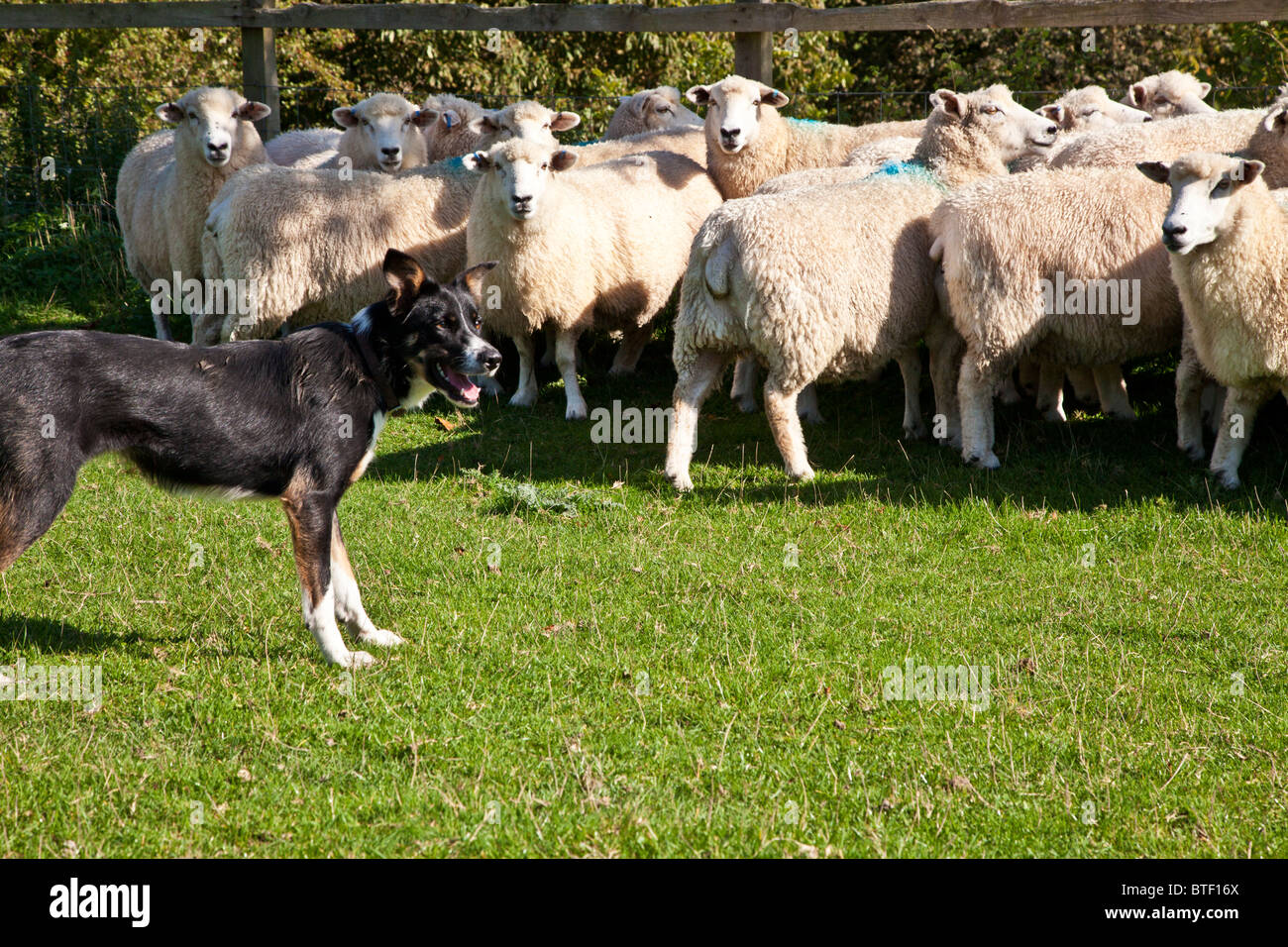 A border collie sheepdog controlling a flock of Romney sheep in a field against the fence Stock Photo