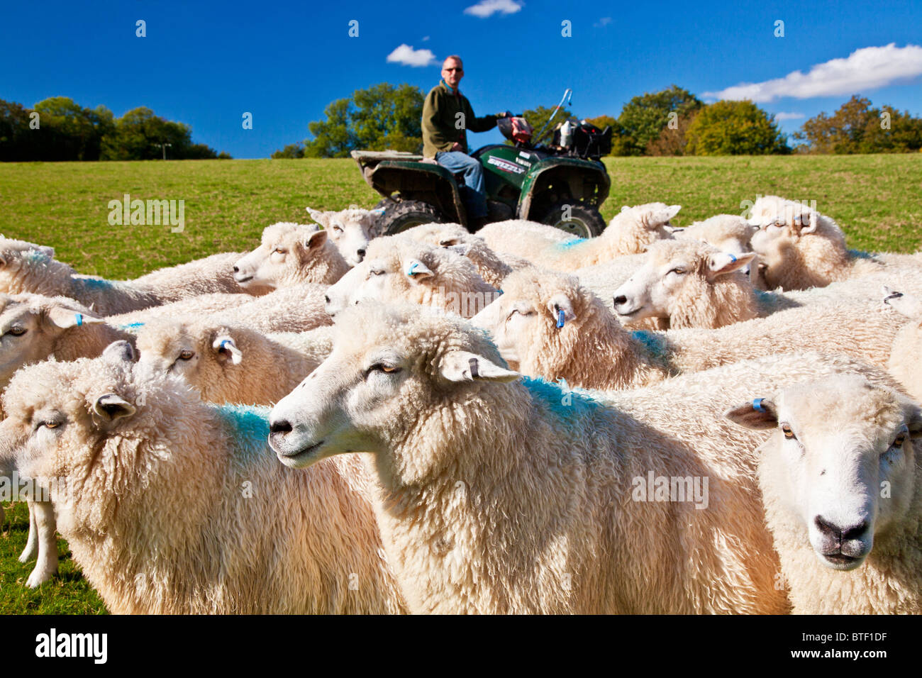 Shepherd on quad bike hi-res stock photography and images - Alamy