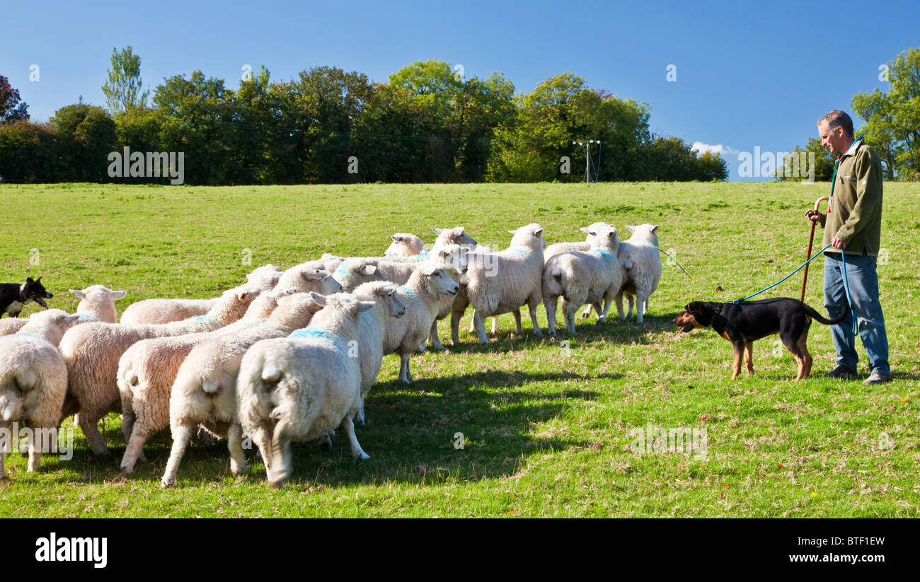 A modern day shepherd training his young New Zealand huntaway sheepdog with border collie and flock of Romney sheep in a field. Stock Photo