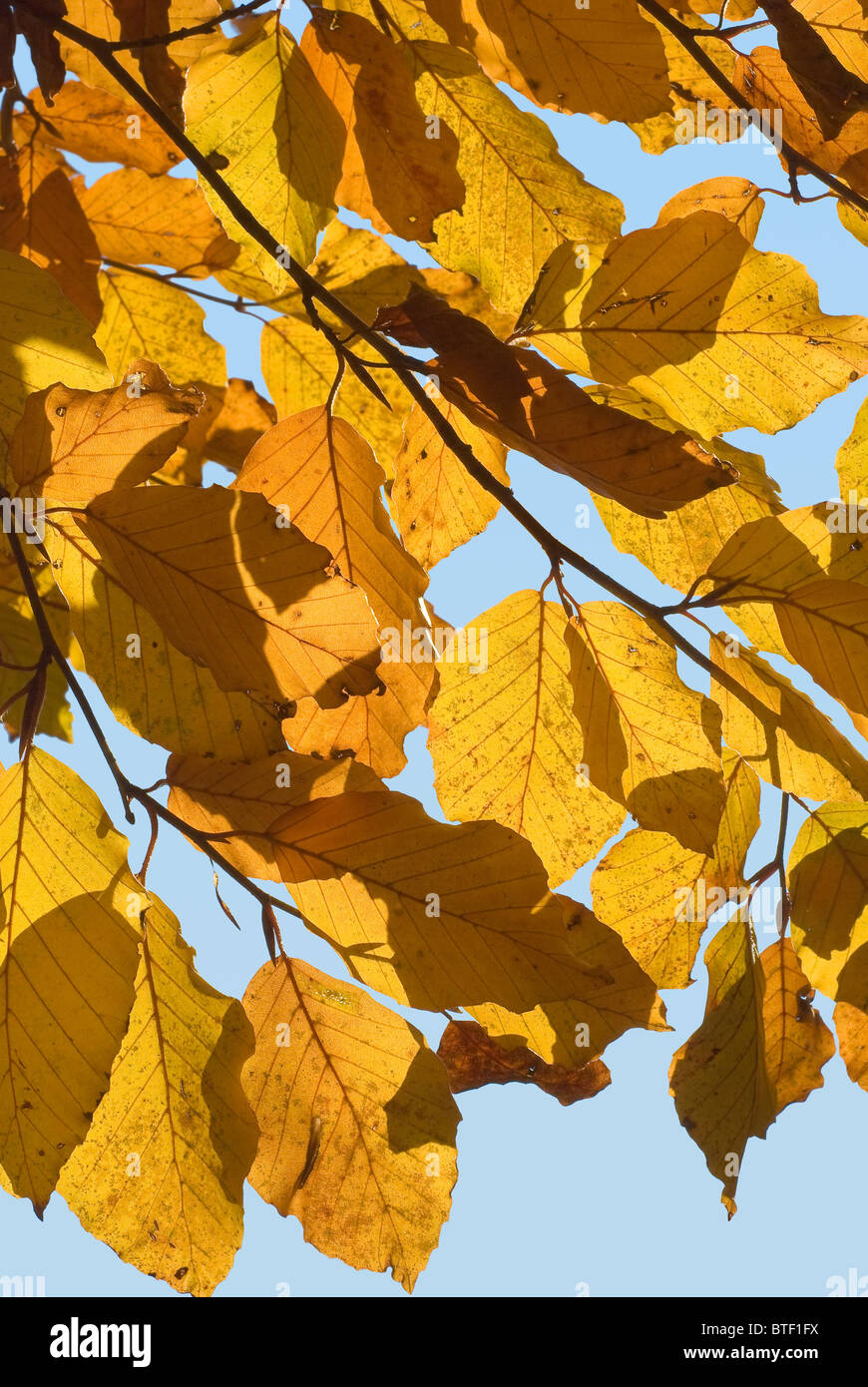 Closeup of a Golden Leaves on an Autumn Day Stock Photo - Alamy