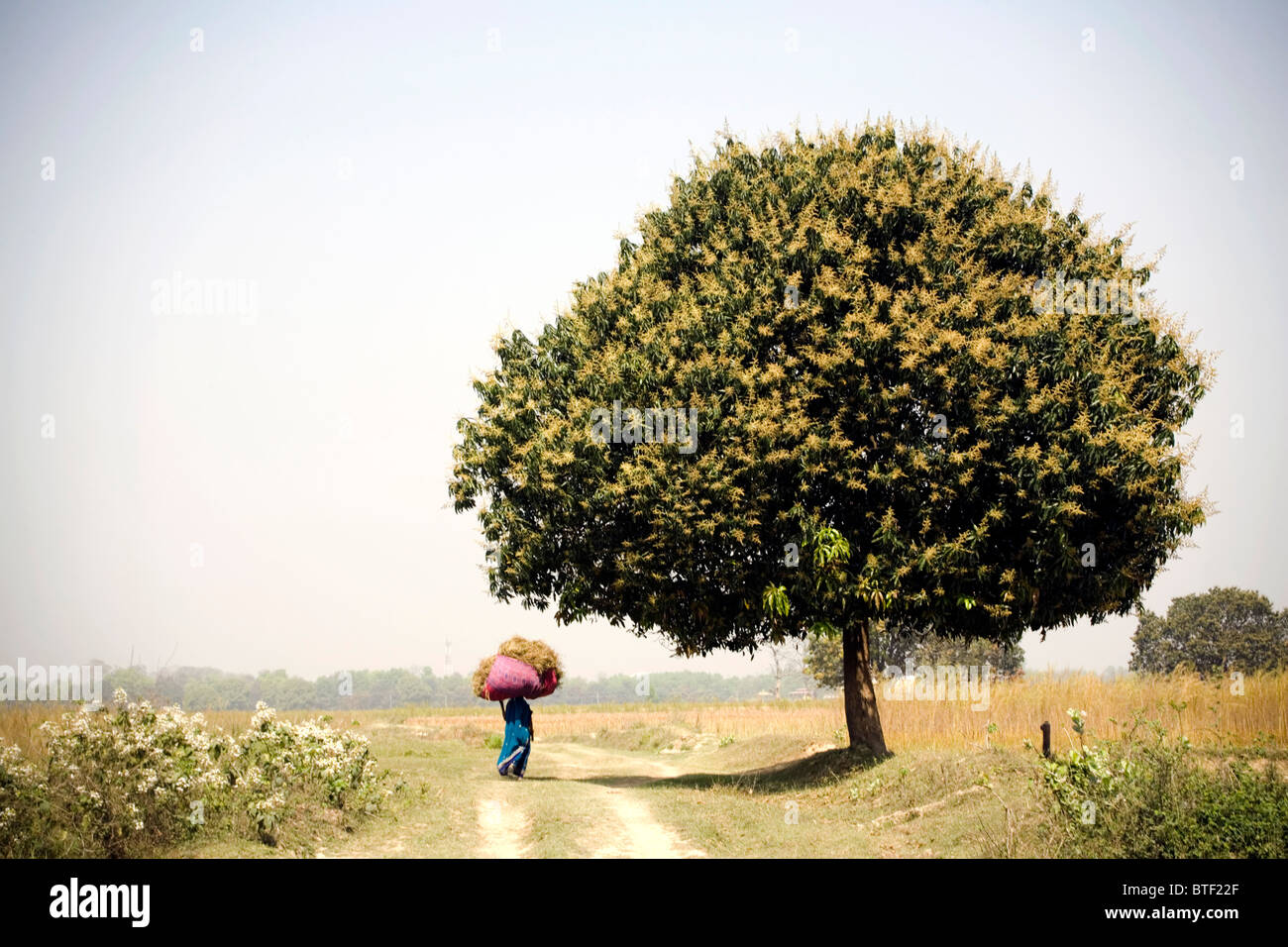 Woman carrying a large bundle of field produce on her head, Lumbini India Nepal border. Stock Photo
