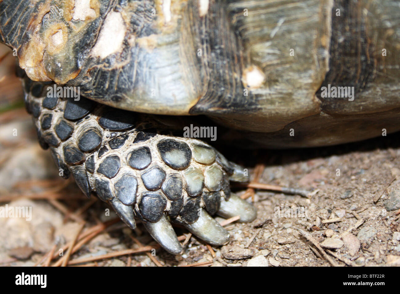 turtle tourtus foot reptile texture scales, claws, shell dirt Stock
