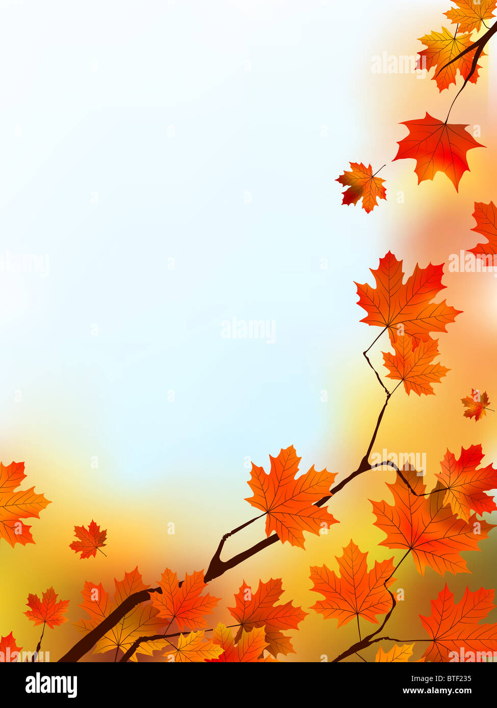 Maple Tree Leaves against blue sky Stock Photo - Alamy