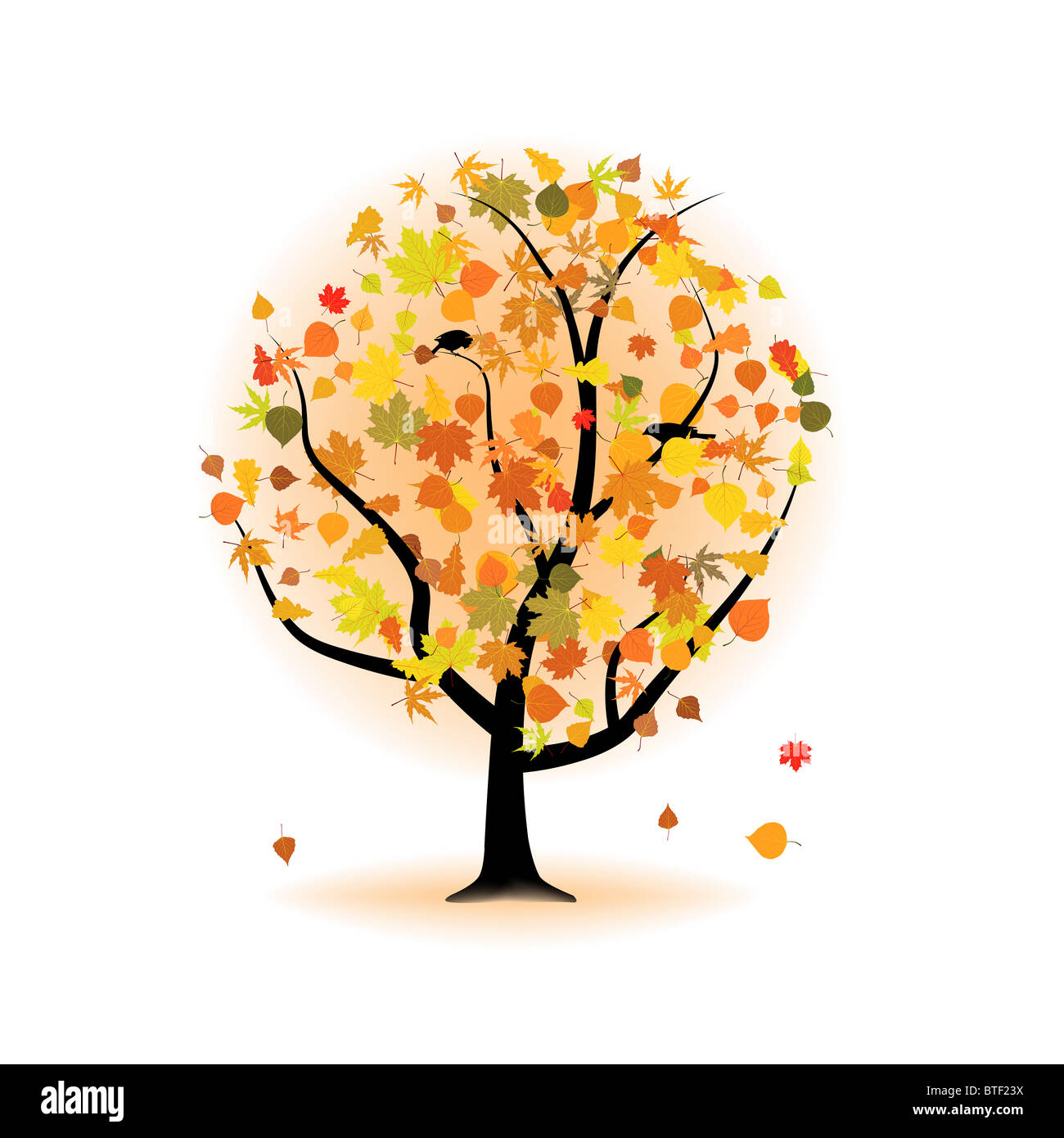 Maple Tree Autumn Leaf Fall Stock Photo Alamy