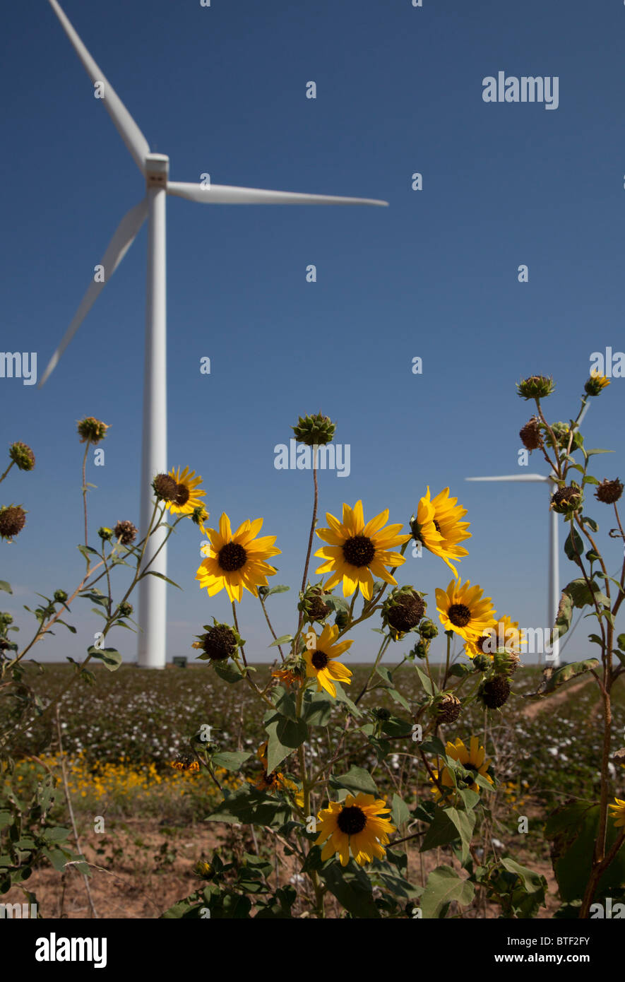 Stanton, Texas - Wind turbines and sunflowers in west Texas. Stock Photo