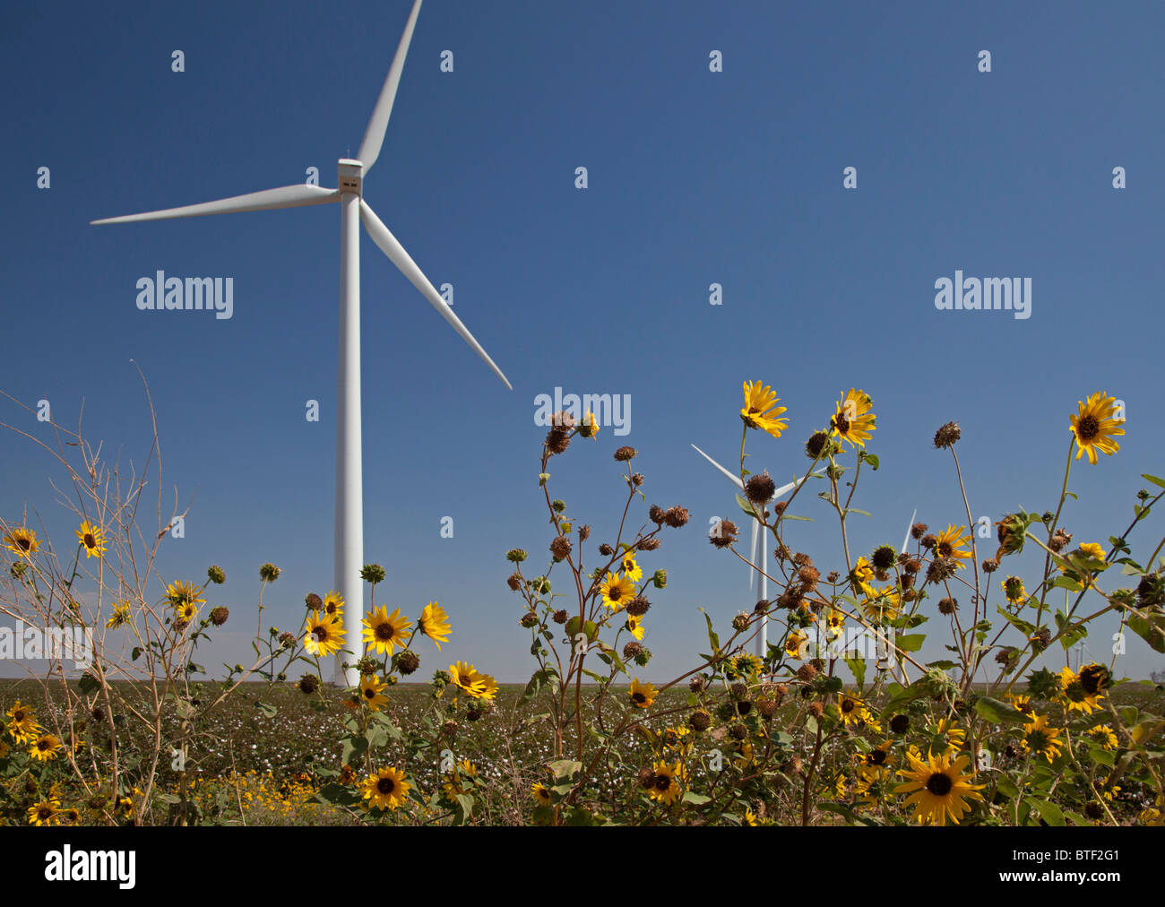 Stanton, Texas - Wind turbines and sunflowers in west Texas. Stock Photo