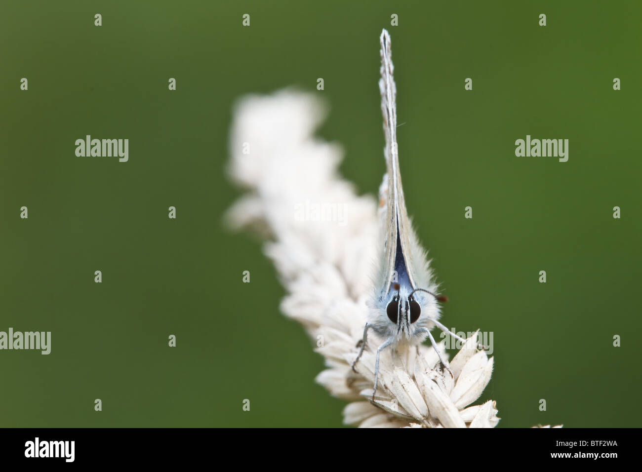 Butterly pattern hi-res stock photography and images - Alamy