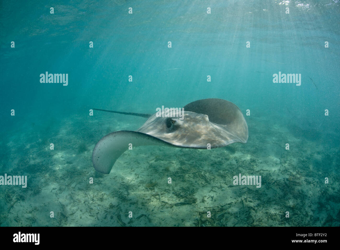 Tahitian stingrays swim through the clear waters of a French Polynesian lagoon.  This ray is common throughout the region. Stock Photo