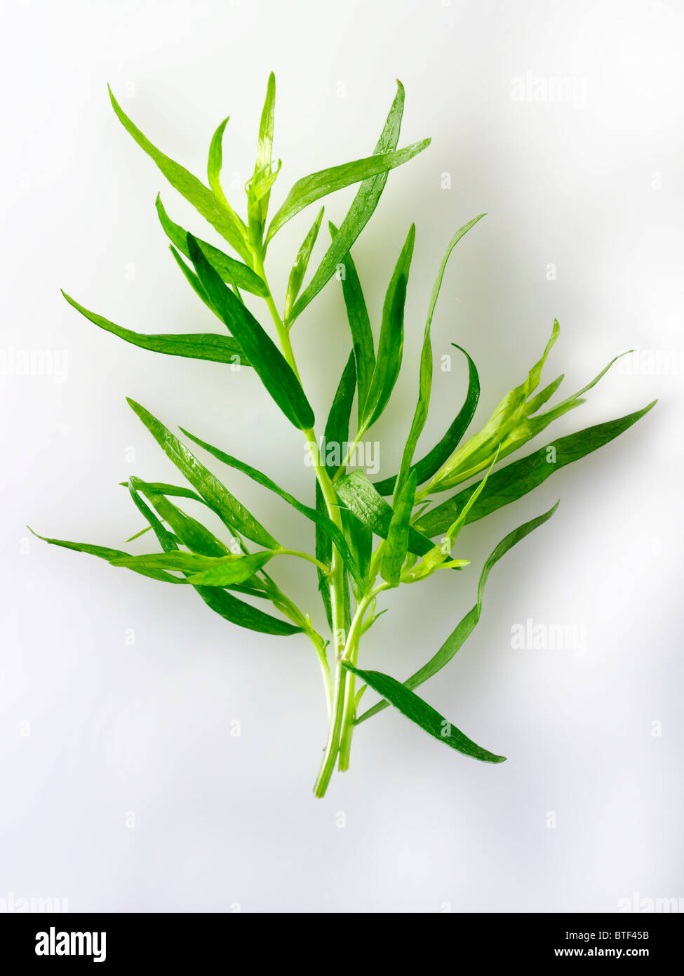 Fresh Tarragon leaves Stock Photo