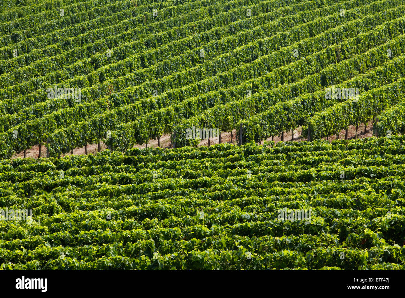 Vineyard near Montepulciano, Tuscany, Italy Stock Photo