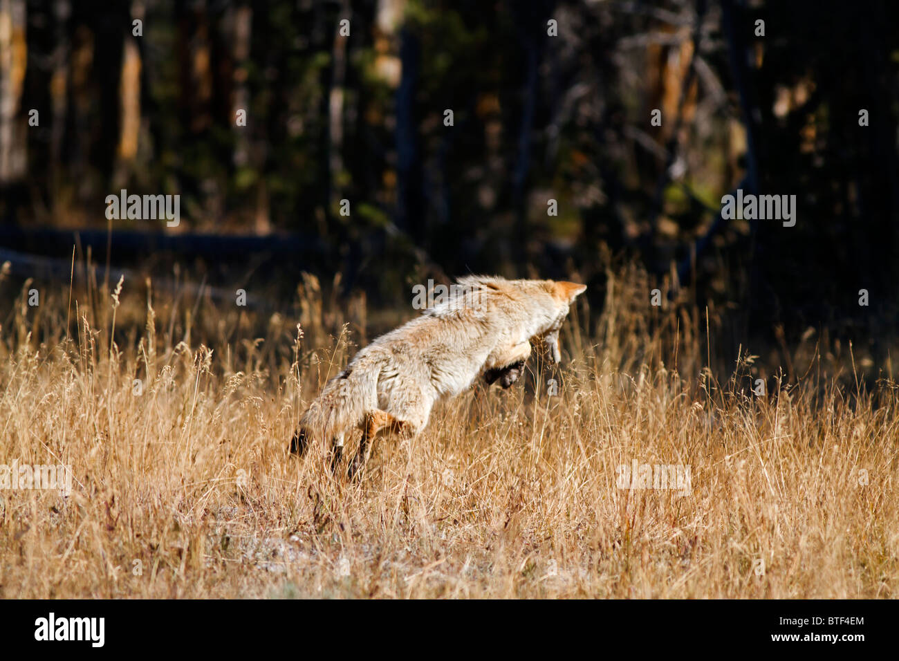 Coyote hunting and pouncing to capture it's prey in Yellowstone Stock Photo