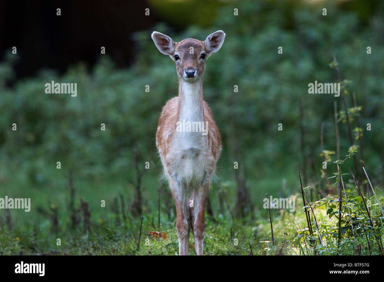 Curious Fallow deer fawns standing in the undergrowth watching. Stock Photo