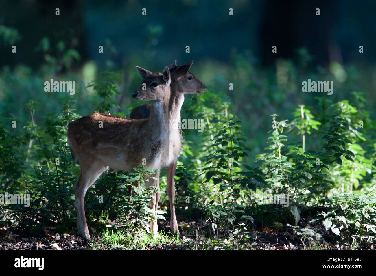 Curious Fallow deer fawns standing in the undergrowth watching. Stock Photo