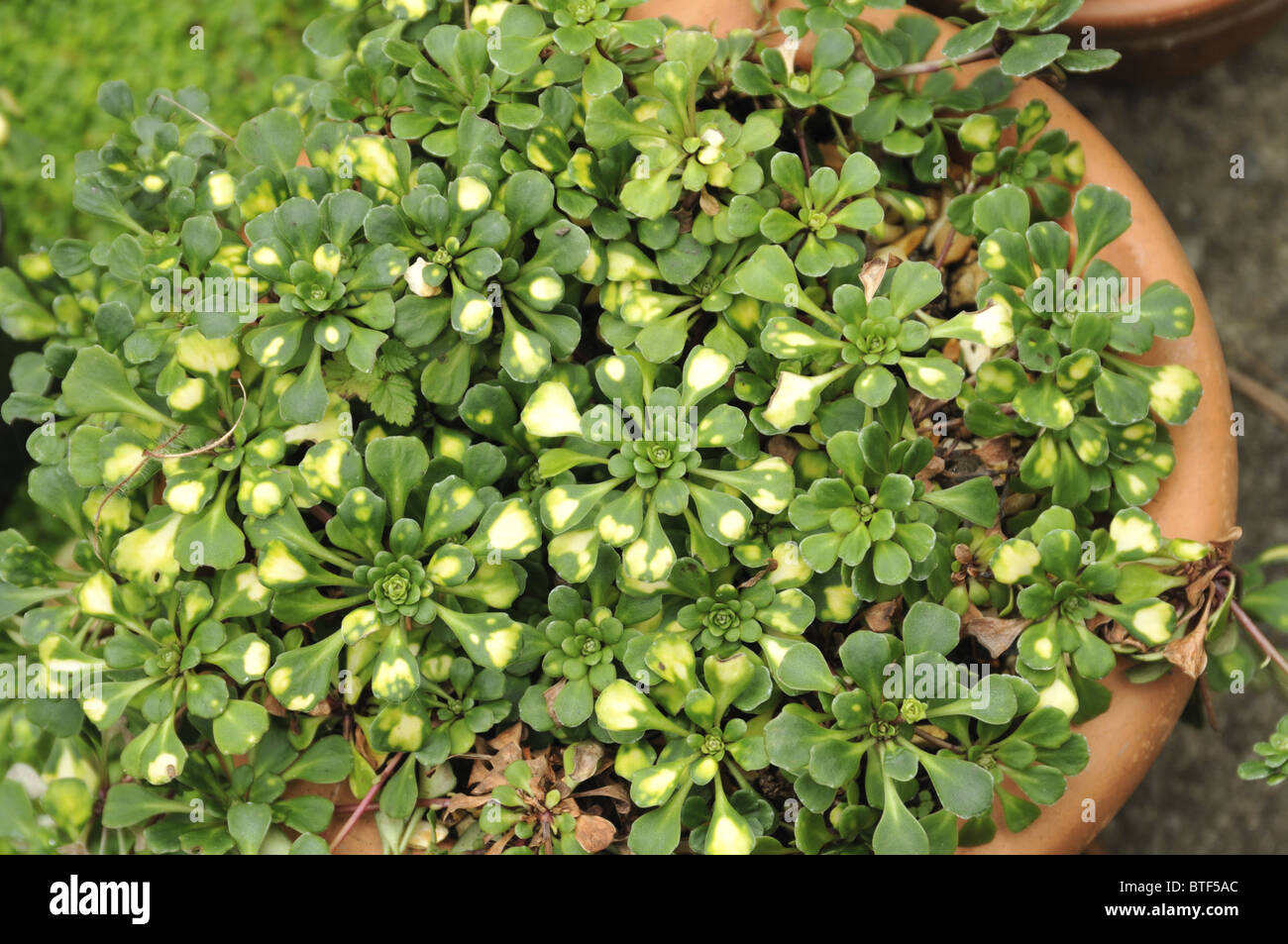 Saxifraga cuneifolia 'Variegata' Stock Photo