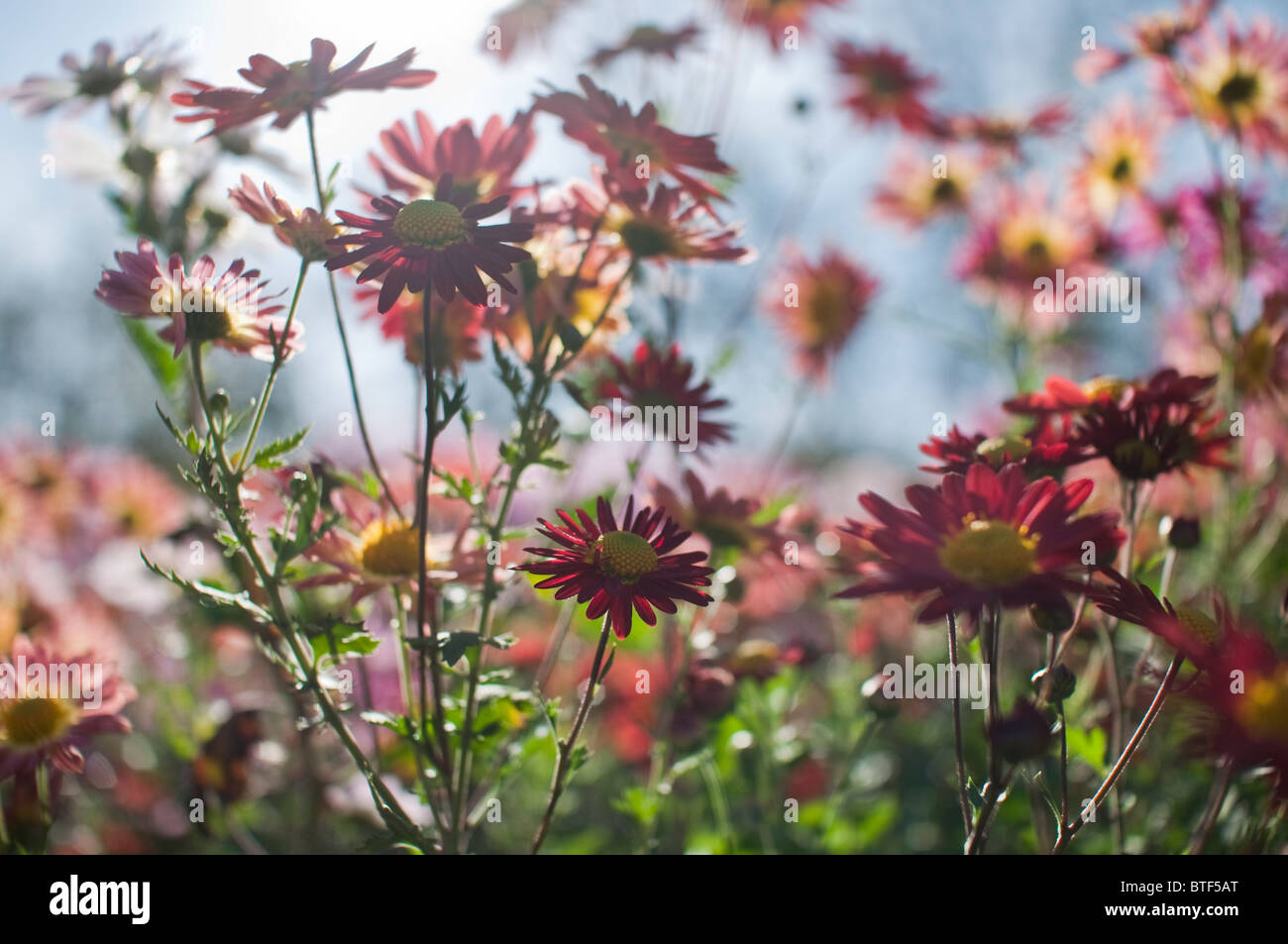 Mums are a popular fall flower in the United States and provide color in gardens well into Autumn. Stock Photo
