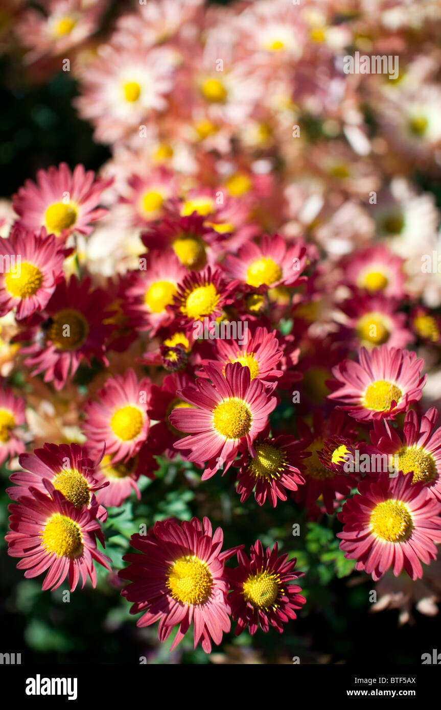 Mums are a popular fall flower in the United States and provide color in gardens well into Autumn. Stock Photo