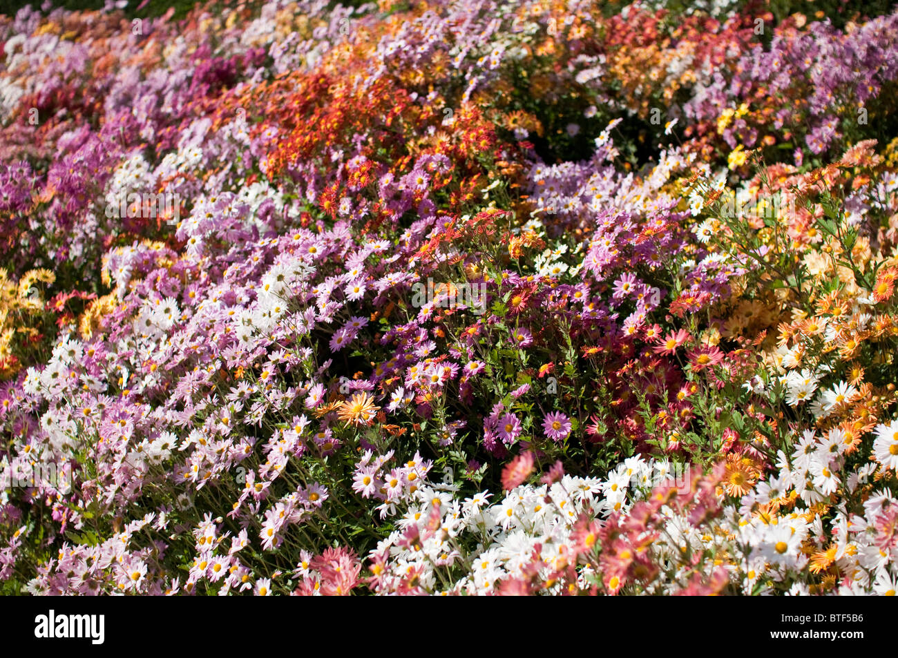 Garden bed full of colorful Chrysanthemums (Mums) in October, a popular fall flower in the United States. Stock Photo