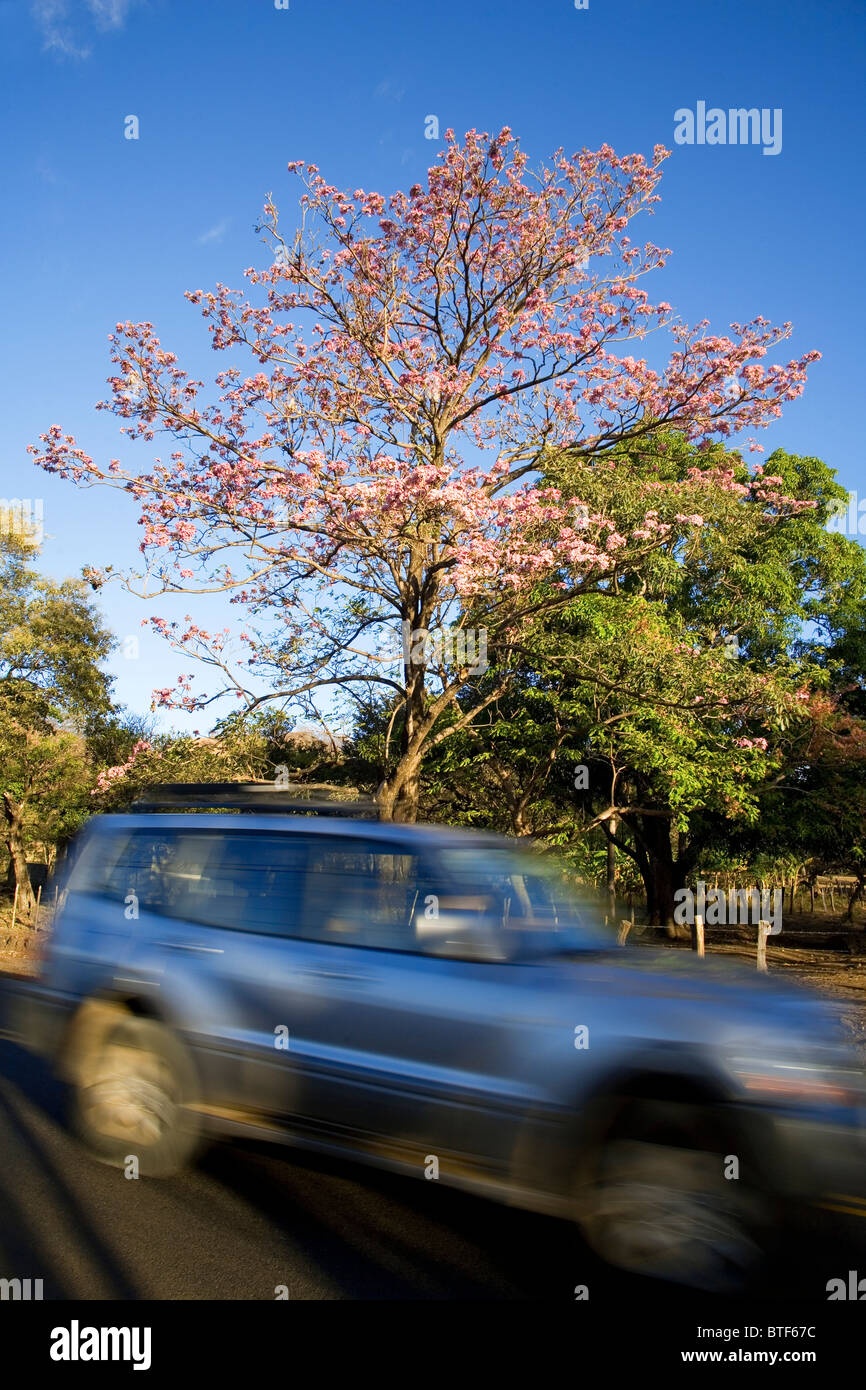 Car passes a Pink Trumpet Tree (Tabebuia rosea), Guanacaste, Costa Rica Stock Photo