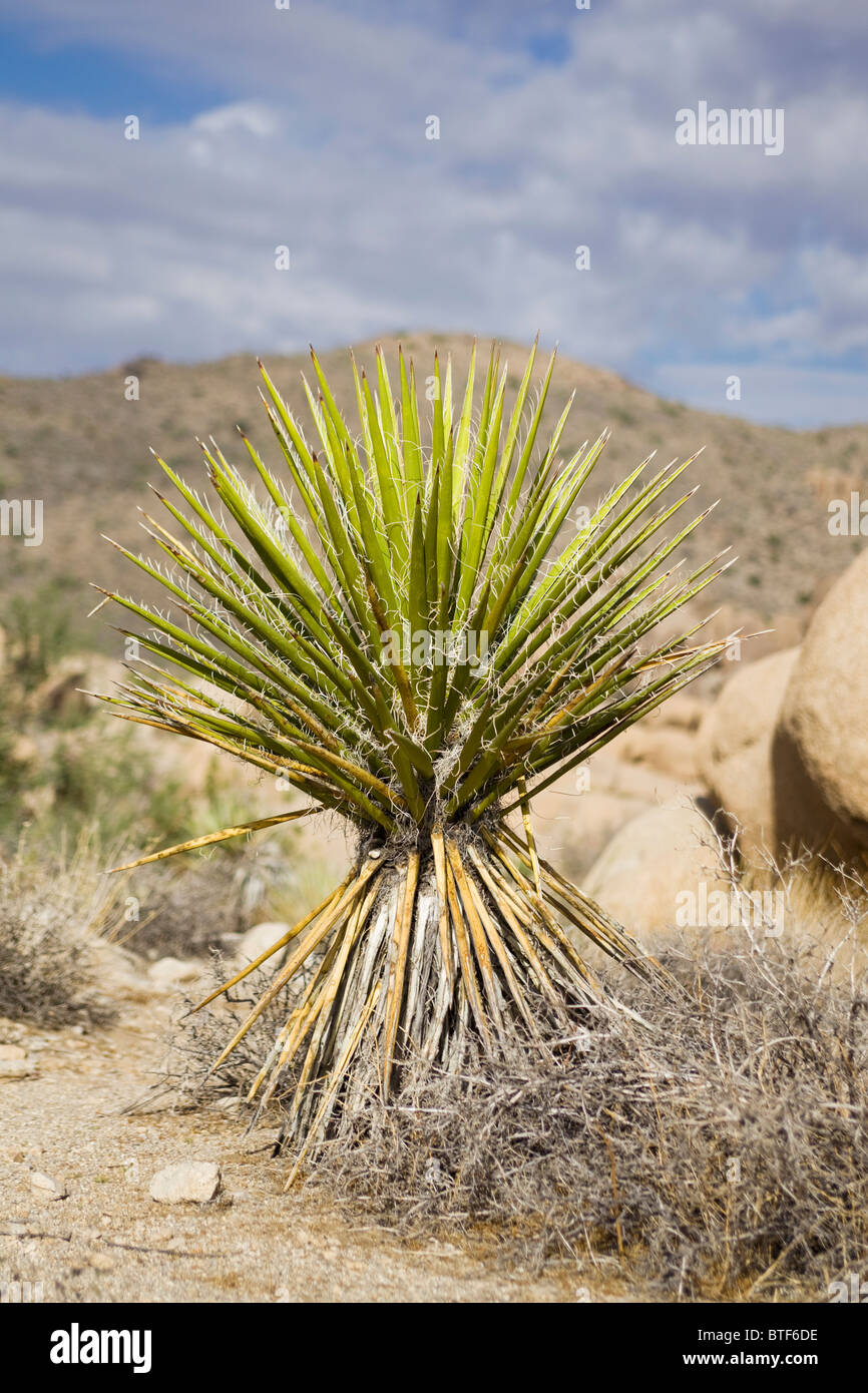 Mojave Yucca plant (Yucca schidigera) - Mojave, California USA Stock Photo