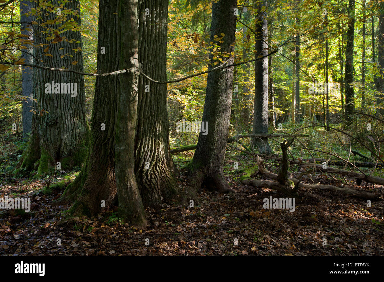 Old oaks spruce trees hi-res stock photography and images - Alamy